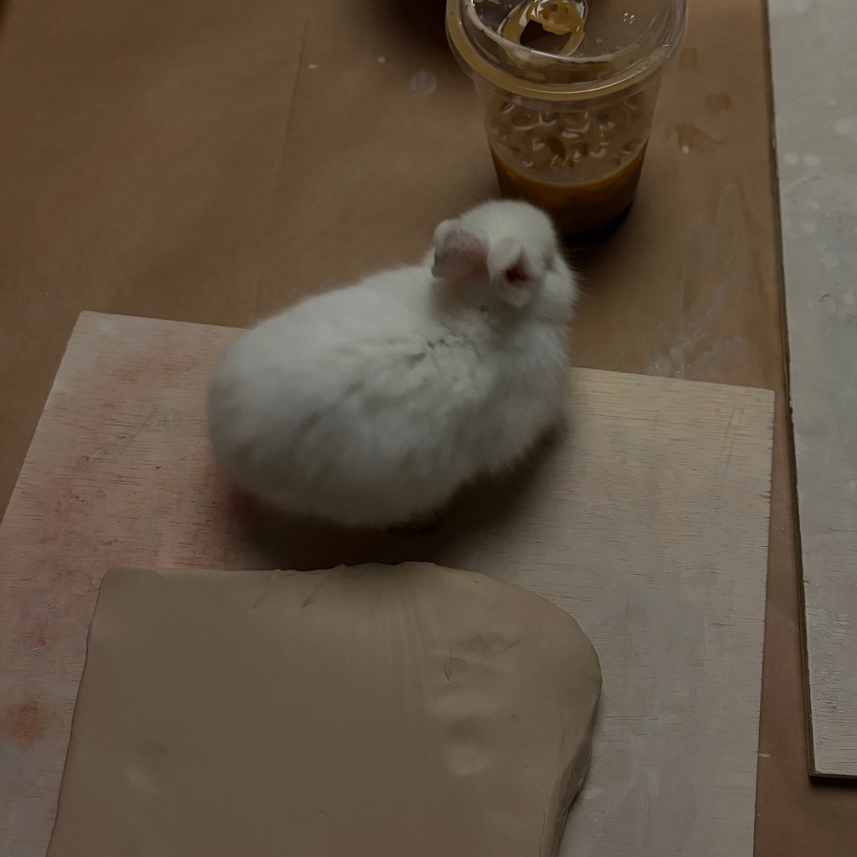 Bunny Art Café